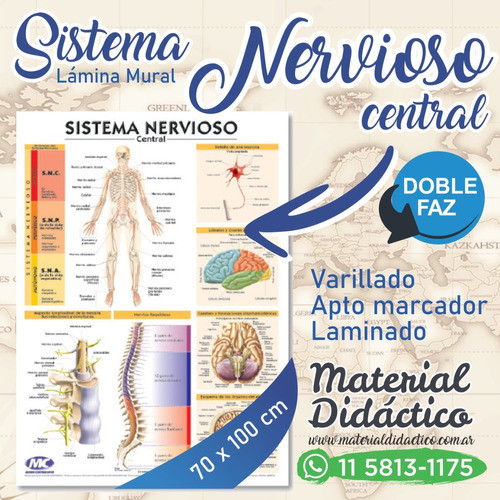 Lámina Sistema Nervioso  -doble Faz- 70x100cm Mural 1
