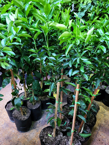 Combo X2 Frutales Cítrico 8lts Injertos 3 Años A Elección 1