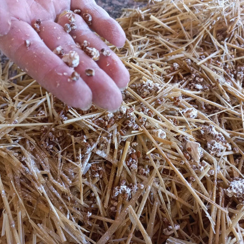 Sustrato + Micelio + Instructivo Para Cosecha De Girgolas 0