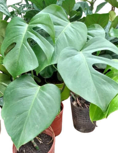 Monstera Deliciosa Costilla De Adan 0