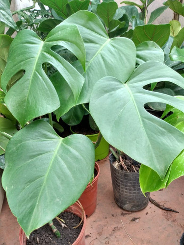 Monstera Deliciosa Costilla De Adan 1
