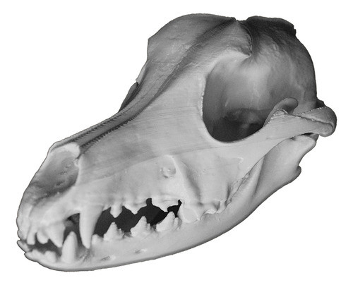 Cráneo De Perro Impresion 3d Tamaño Real  Anato Veterinaria 0