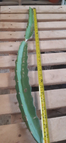 Esquejes De Pitahaya Roja De 60 Cm. 1