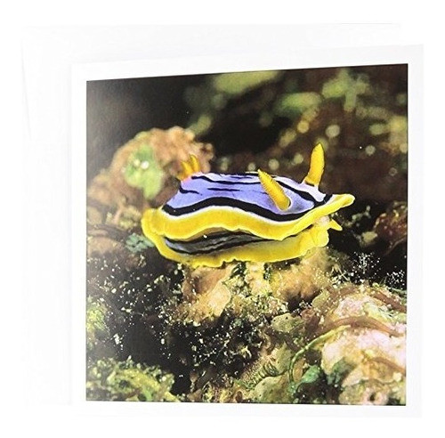 3drose Close Up Of Nudibranch Marine Life Na02 Mwt0008 0