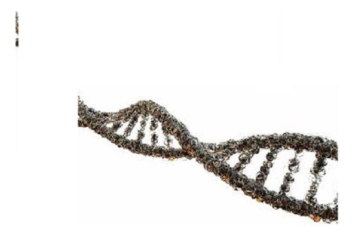 Estudio Prueba De Adn Paternidad. En Laboratorio. 100% Segur 0