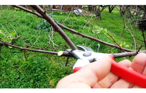 Tijera Podar Mano Manual Acero Corte Ramas Jardinería Hogar 1