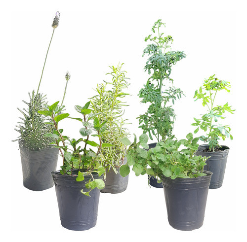 Combo 6 Plantas Aromaticas Menta Lavanda Romero Ruda 0