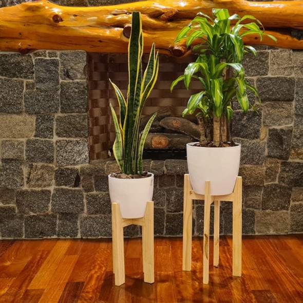 Palo De Agua Y Sansiveria En Maceta Premium Y Pie Nórdico 1