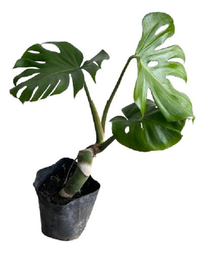 Monstera O Esqueleto De Caballo 0