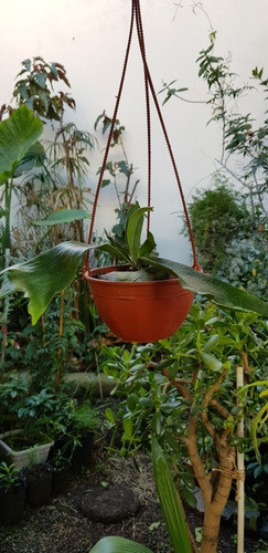 Helecho Cuerno De Alce -platycerium Bifurcatum- 1