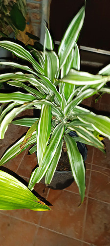 Dracena Dos Colores. Interior O Exterior Protegido 1