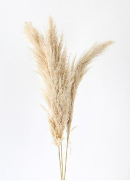 Pampa Grass,cola De Zorro Natural X20 Varas 0