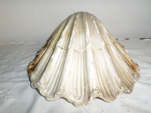 Muy Antigua Concha Shell Luminaria Pasta Decoración Vintage 1