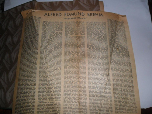 Der Kleine Brehm 1929 Lamina Ave Pajaro Reino Animal Dibujo 1
