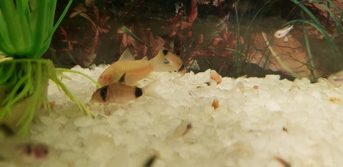 Pez Corydora Albina 1