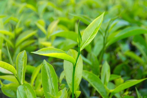 Aceite Esencial De Tea Tree  100ml 100% Puro Materia Prima 1