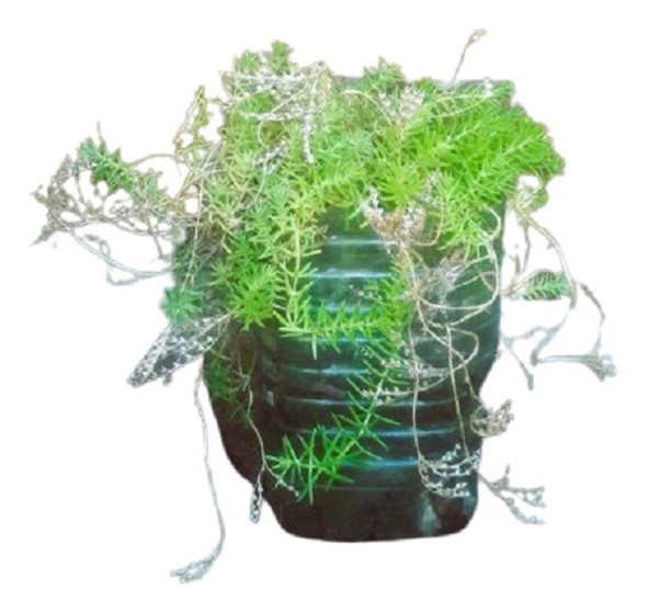 Vivero Cielo Verde Orgánico, Sedum Sexangulare Cubre Suelo 0 Vivero Cielo Verde Orgánico, Sedum Sexangulare Cubre Suelo 0