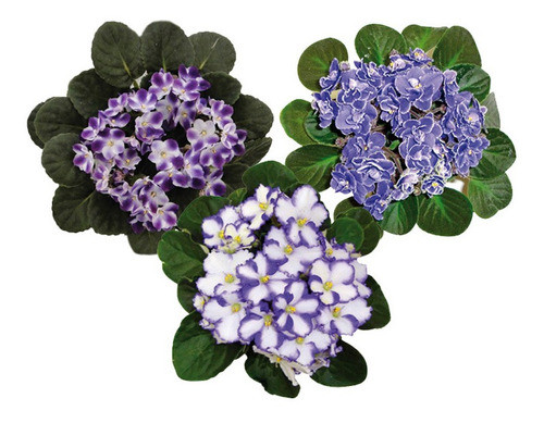 Violeta Africana X 3 Unidades 0