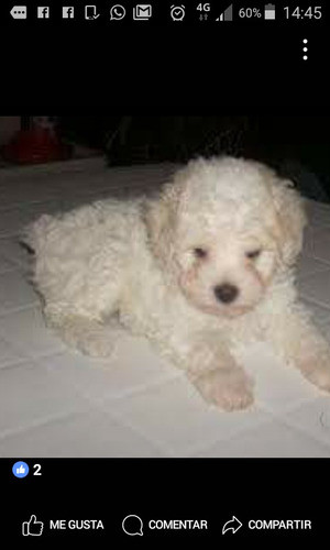 Caniches Exelente Cachorros Mini Toy 1