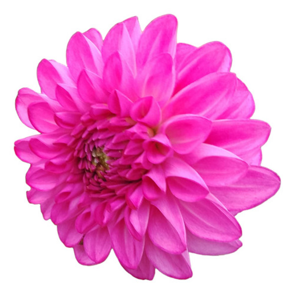 Bulbos De Dalias, 4(cuatro Por El Precio Publicado) 0