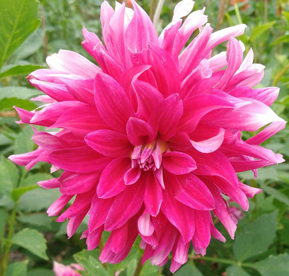 Bulbos De Dalias, 4(cuatro Por El Precio Publicado) 1