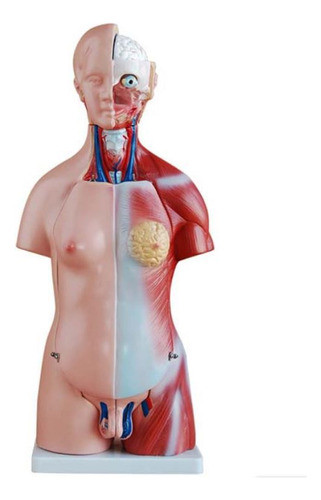Torso Humano Bissexual 45 Cm Abertura Nas Costa Em 25 Partes 0