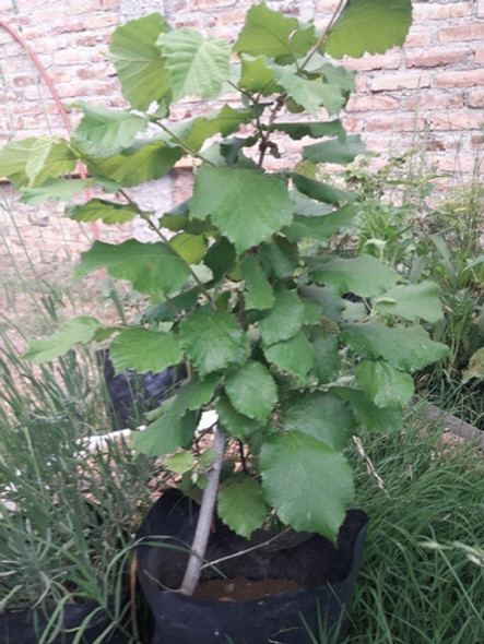 Árbol De Avellano 0