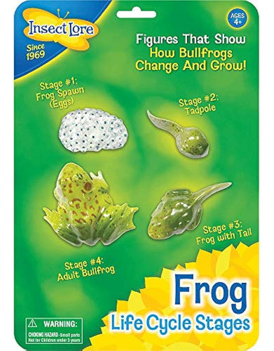 Etapas Del Ciclo De Vida De La Rana Lore De Insectos 0