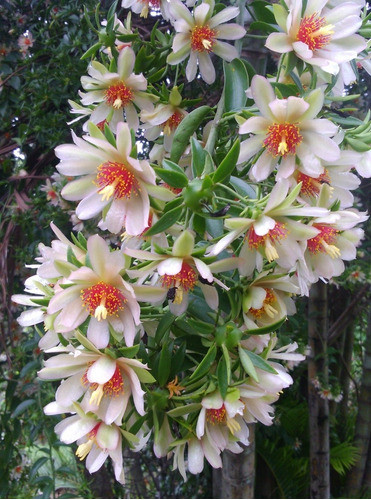 Ora Pro Nobis, Organica. 1