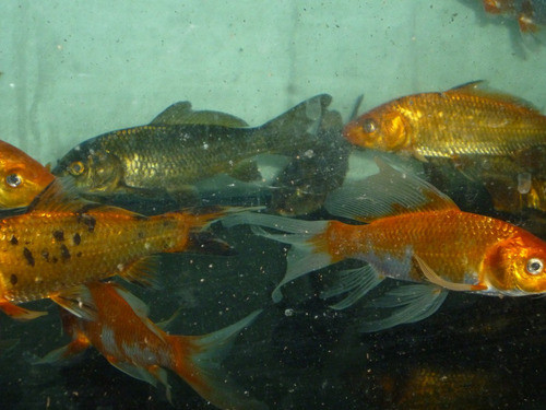 Carpas  4  Cm  Koi Carpas 0