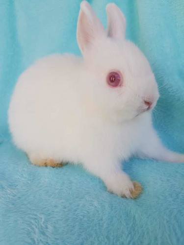 Coelho Da Raça Netherland 1