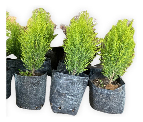 Pino Limon 40 Cm Aromatico Ideal Patio , Maceta Decorativo 0