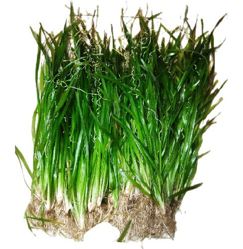 Vallisneria Americana 0