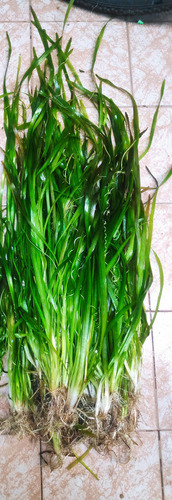 Vallisneria Americana 1