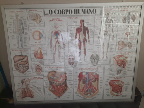 Quadro Do Corpo Humano Vintage 0