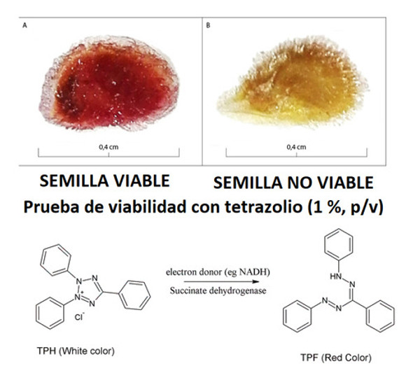 2,3,5-trifeniltetrazoilo Cloruro P.a. X 10 G - Salttech 1
