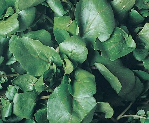 Sementes Importadas Agrião De Água Folha Larga Francês 100g 1