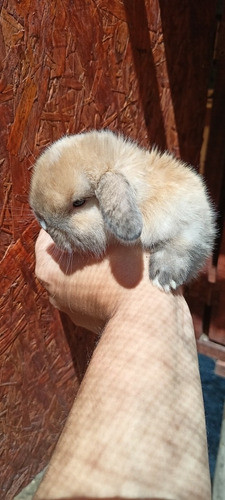Conejos Enanos Holland Lop 0