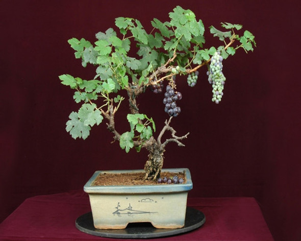 Frete Grátis Uva Anã Sortidas Semente Fruta Muda E Bonsai 0 Frete Grátis Uva Anã Sortidas Semente Fruta Muda E Bonsai 0