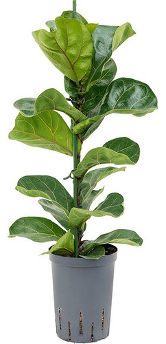 Ficus Pandurata Plantas Naturales 4l Decoracion Hermosas 0