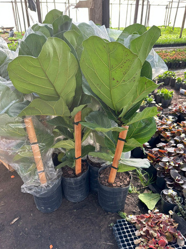 Ficus Pandurata Plantas Naturales 4l Decoracion Hermosas 1