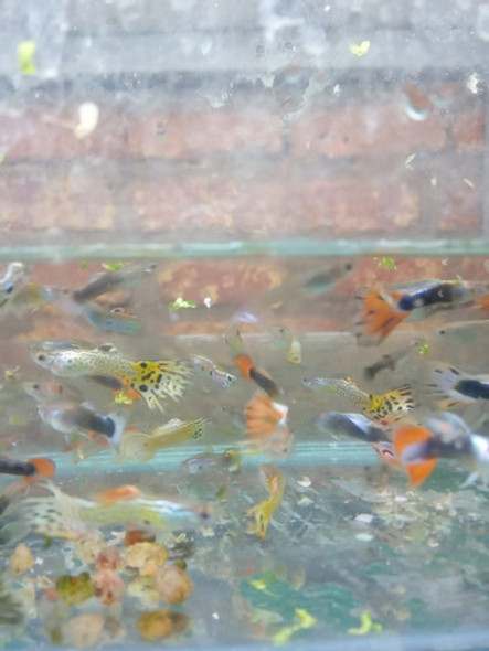 Lebistes Juveniles Machos X 5 Unidades Varios Color-no Envio 0 Lebistes Juveniles Machos X 5 Unidades Varios Color-no Envio 0