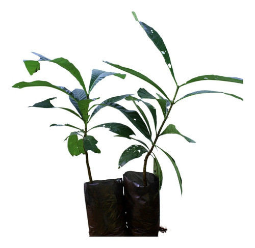 Planta Genipa Americana, 50 Cm 2 Años Foto Real Envios 0