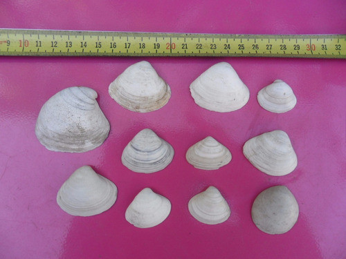 Lote De 11 Caracoles Para Decoración. 0