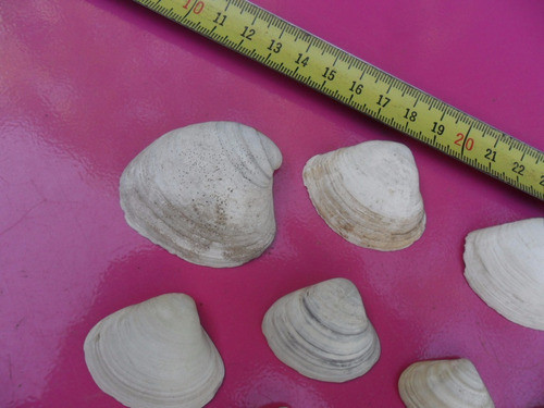 Lote De 11 Caracoles Para Decoración. 1