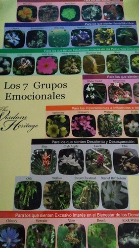 Poster De Los 7 Grupos Florales Del Sistema Dr Bach 0