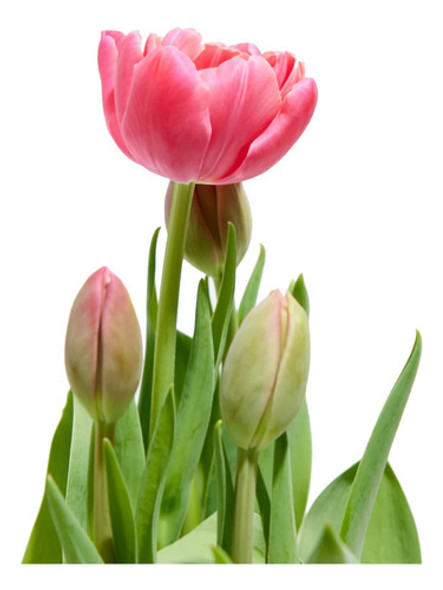 Bulbo De Tulipan Rosa Y Blanco 0