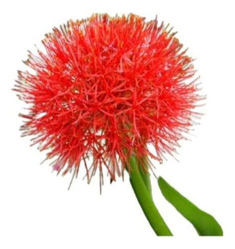Estrela De Natal/bulbo Peq /coroa Imp./lirio Sangu /scadoxus 1
