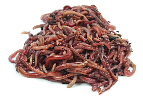 Lombrices Rojas Californianas - Envío Gratis En Balnearios 0