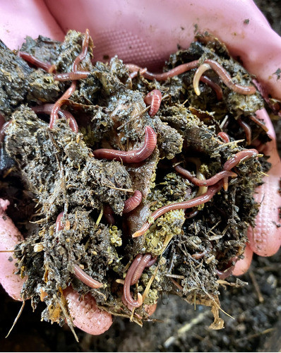 Lombrices Rojas Californianas - Envío Gratis En Balnearios 1